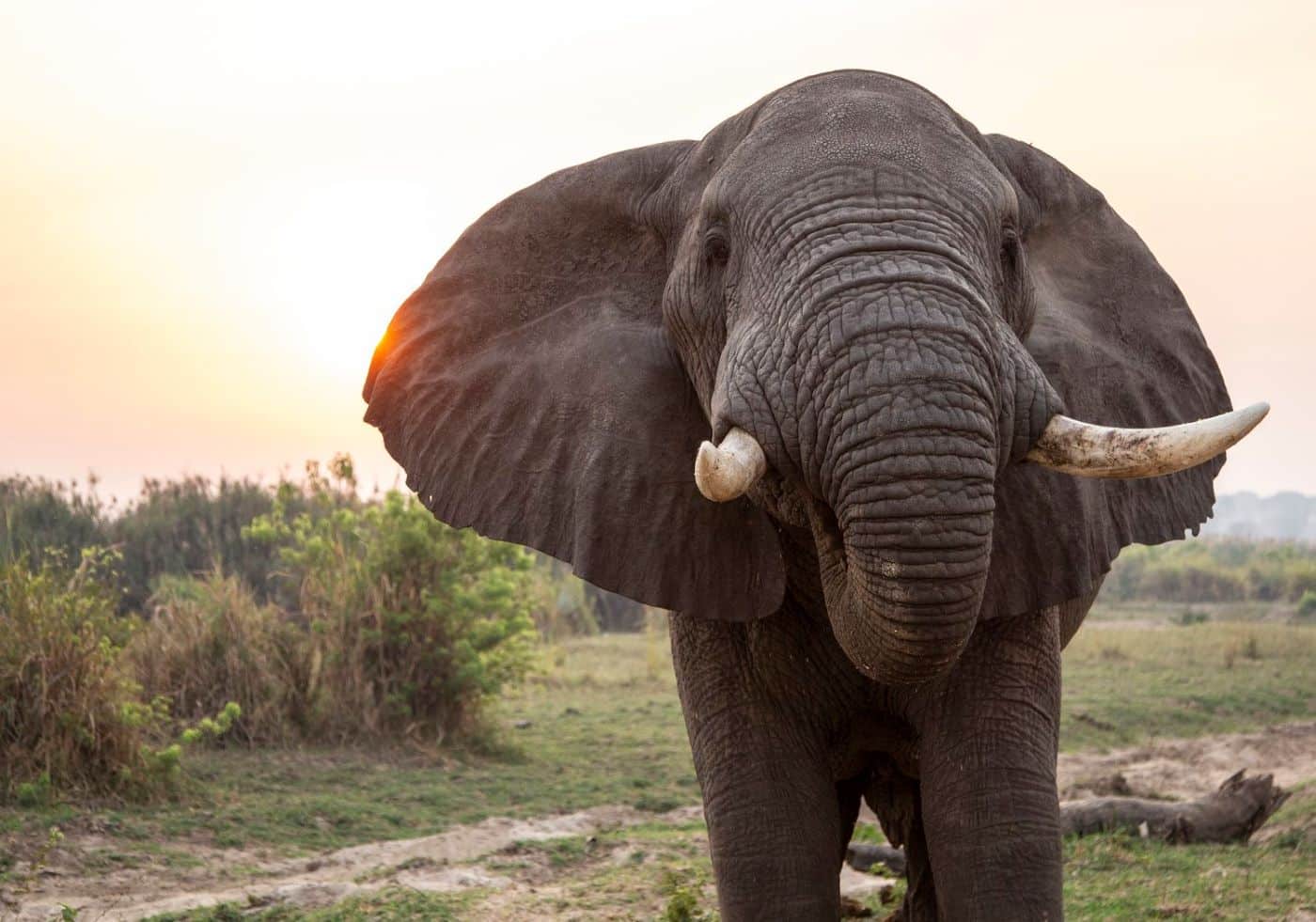 Photo of an elephant in its natural habitat